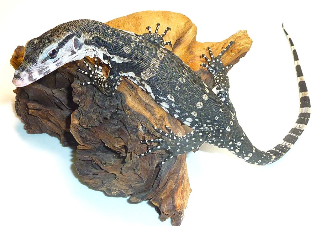 Lizards Archives - BSRAUCTIONS